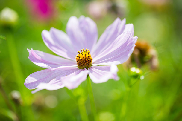 květy na louce, letní čas - Fotografie, Obrázek