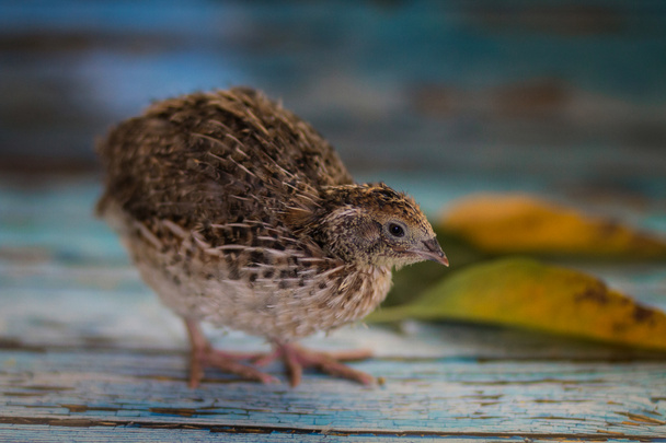 Pörröinen vauva lintu viiriäisen luonnollinen väri
  - Valokuva, kuva