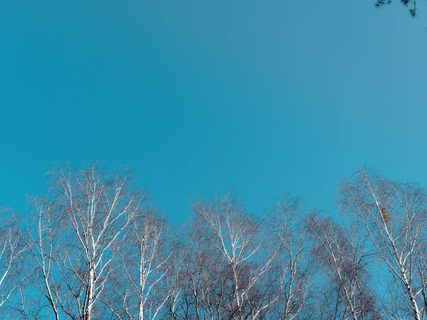 het begin van de lente. witte berk zonder gebladerte op blauwe hemel - Foto, afbeelding