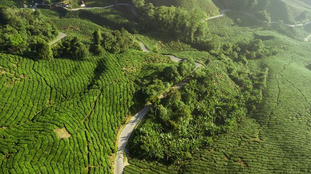 Вид с воздуха на красивый зеленый ландшафт чайной плантации на Камеронском нагорье
 - Фото, изображение