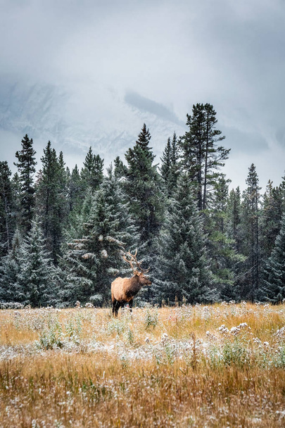 Parc national Banff - Photo, image