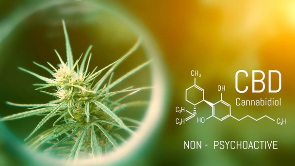 medizinisches Cannabis und Cannabidiol cbd oil chemische Formel. Wachstum - Foto, Bild