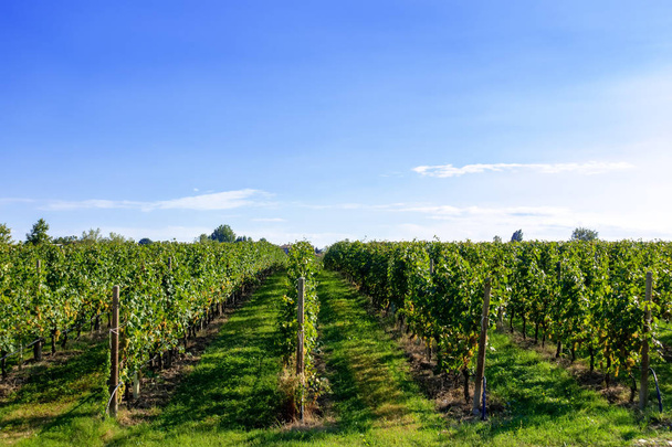 typical vineyard in northern Italy Trentino - Фото, зображення