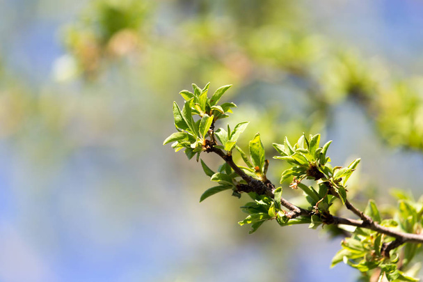 young leaves on a tree branch - Photo, Image