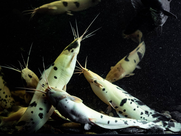 Альбіна catfishes з випадкових чорні крапки на темному тлі. - Фото, зображення