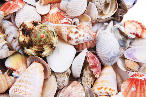 sea shells texture - Photo, Image