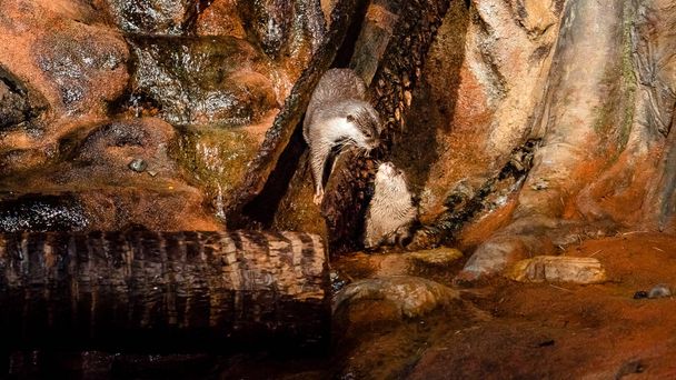 una lontra su uno scivolo d'acqua che esce
 - Foto, immagini