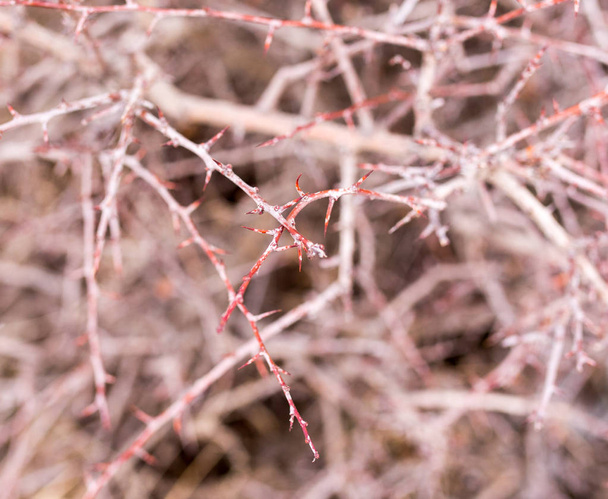thorns on a tree branch in nature - Φωτογραφία, εικόνα