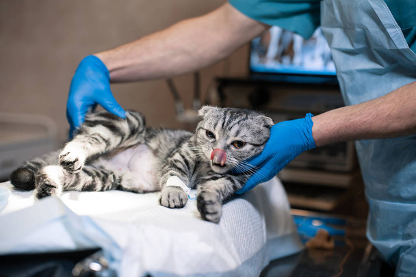 anesthesiologist prepares a cat for surgery. Pet surgery. Pet su - Фото, зображення