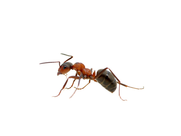 Ant op wit - Foto, afbeelding