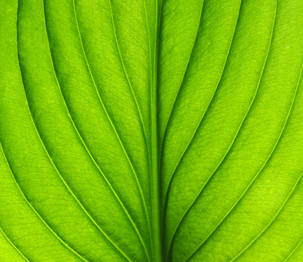 green leaf texture - Photo, Image