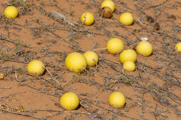 Desert Squash (Citrullus colocynthis) (Handhal) in the sand  - Photo, Image