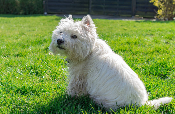 West Highland Terrier bianco in giardino - Foto, immagini