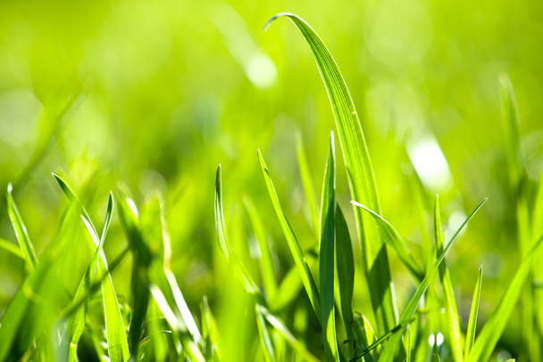 Fresh green grass - Foto, imagen