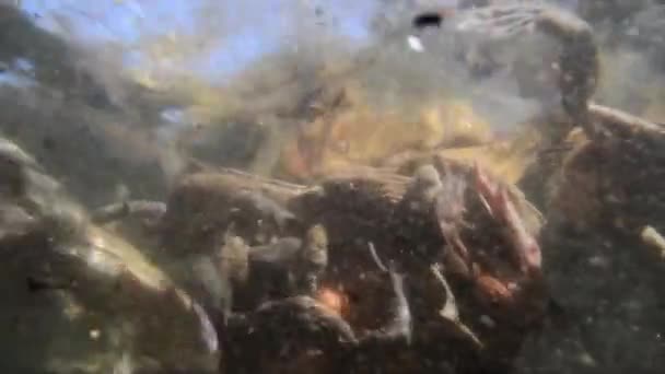 I rospi che si accolono sott'acqua (Bufo bufo)  - Filmati, video