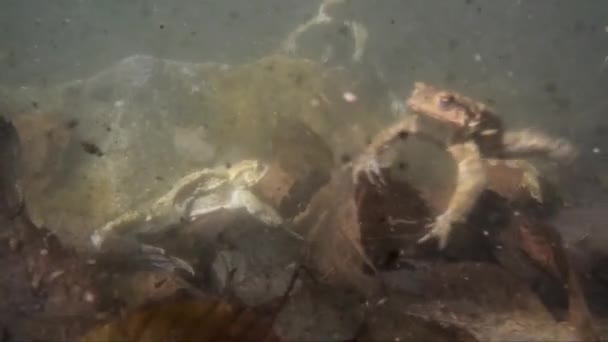 Toads bajo el agua (Bufo bufo)  - Metraje, vídeo