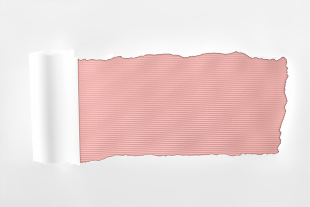 tattered textured white paper with rolled edge on pink background  - Photo, Image