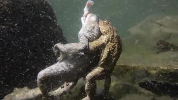 Kröte, Kopplung mit totem Weibchen, Unterwasser, Bufo bufo, - Filmmaterial, Video