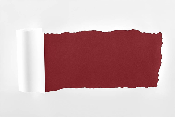 ragged textured paper with rolled edge on burgundy background  - Fotografie, Obrázek