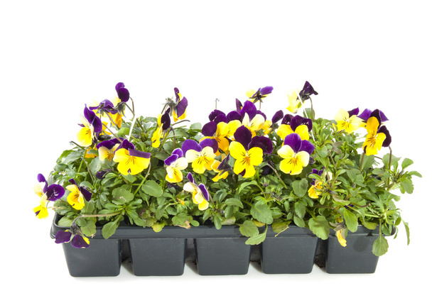 Violettes en fleurs
 - Photo, image
