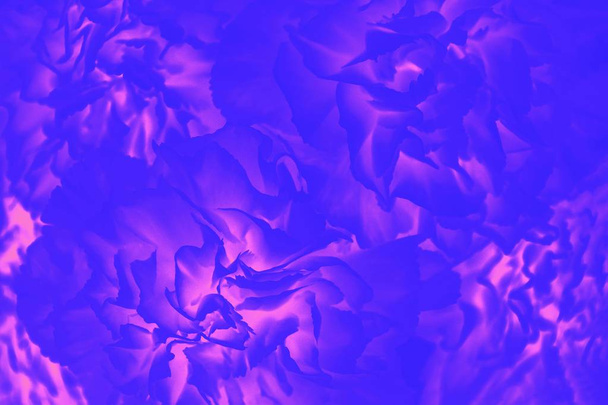 Bright ultramarine and pink magenta color. Gradient. Flower pattern - Photo, Image