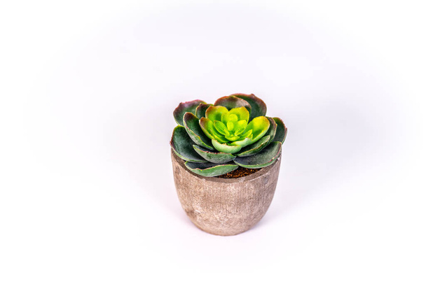 a small desert plant in a flower pot made of wood - Photo, image
