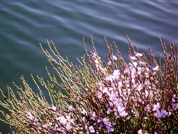 gałęzie z kolorowymi kwiatami wiosną w parku jezioro ogród. - Zdjęcie, obraz