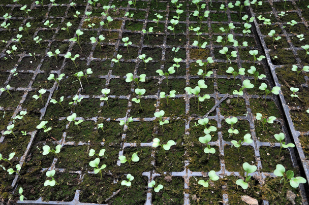 Growing cabbage seedlings in plastic cassettes - Photo, Image