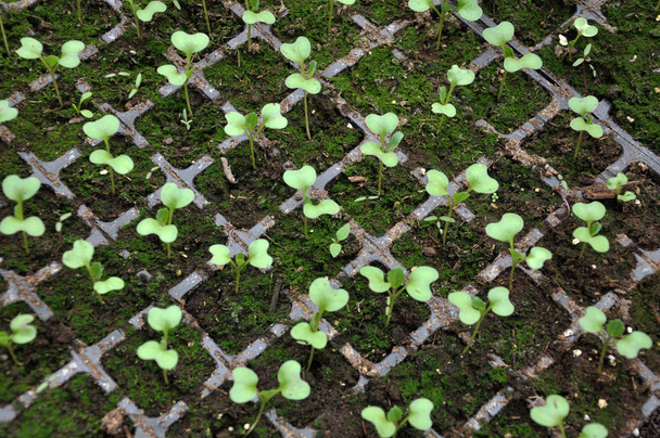 Pěstování sazenic zelí v plastové kazety - Fotografie, Obrázek