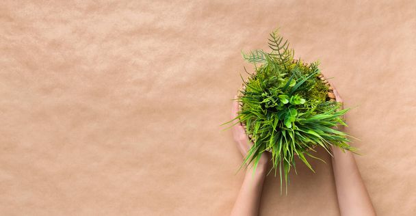 Woman taking evergreen plant in pot, craft paper background - Photo, Image