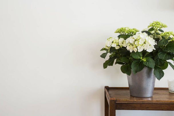 White hydrangeas in a vase with white wall, space for text. - Foto, imagen