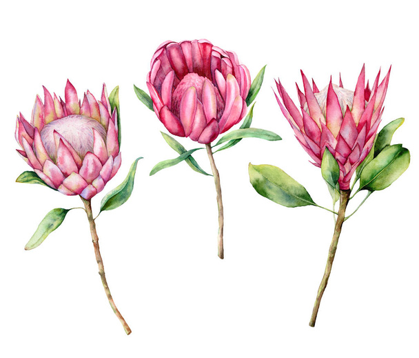 Watercolor three protea set. Hand painted pink flower illustration with leaves and branch isolated on white background. Nature botanical illustration for design, print. Realistic delicate plant. - Foto, Imagen