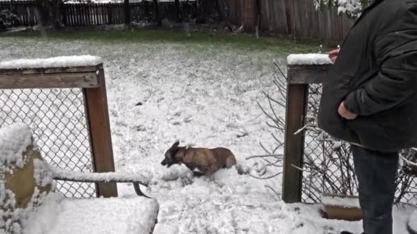 μεγάλο σκυλί τρέχει γύρω από χιονισμένη αυλή και την αλίευση χιονόμπαλες - Πλάνα, βίντεο