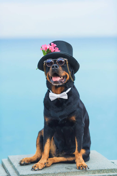 Μαύρο σκυλί ράτσας ροτβάιλερ. Σκυλί σε ένα μαύρο καπέλο και γυαλιά για το φόντο της θάλασσας. Καπέλο στολισμένο με ροζ λουλούδια. Κατοικίδιο ζώο. - Φωτογραφία, εικόνα