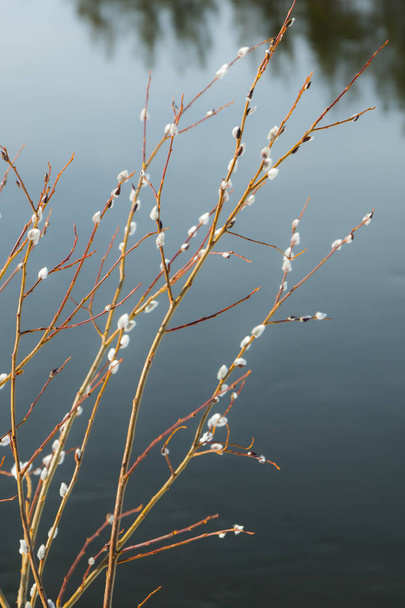 Pussy willow větve na říční vody pozadí - Fotografie, Obrázek