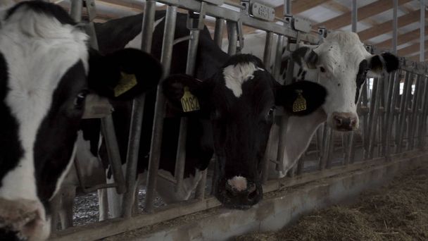 牛牛は大きな牛乳ファーム農業概念のプロセスを給餌。映像。干し草および飼料を食べる酪農場で牛. - 写真・画像
