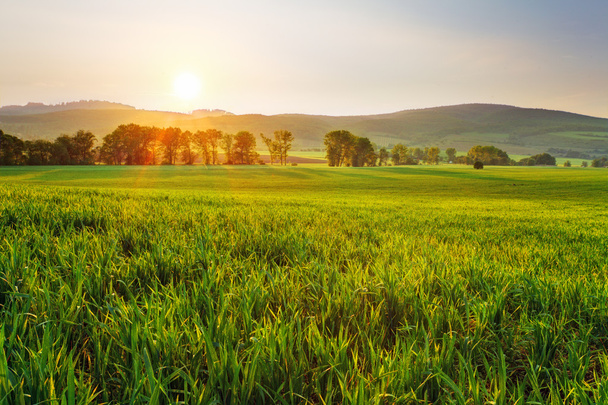 Green wheat field - Фото, изображение