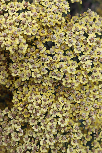 Yellow ornamental yarrow flowers - Photo, Image