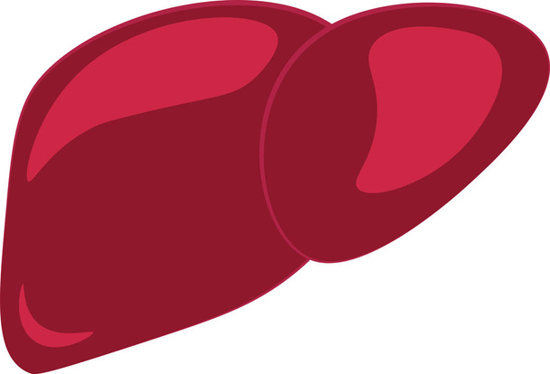 A blood red liver vector or color illustration - Vector, Image