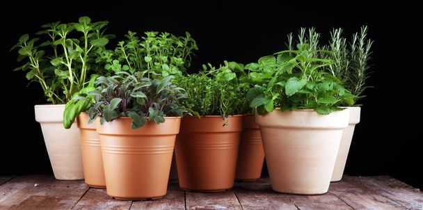 Homegrown and aromatic herbs in old clay pots on rustic backgrou - Photo, Image