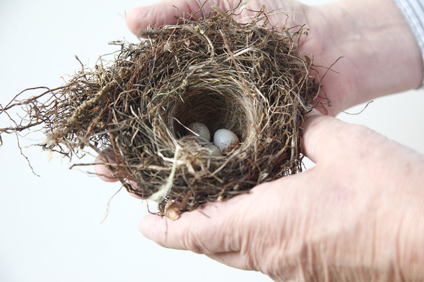 ninho de pássaro com ovos nas mãos do homem
 - Foto, Imagem