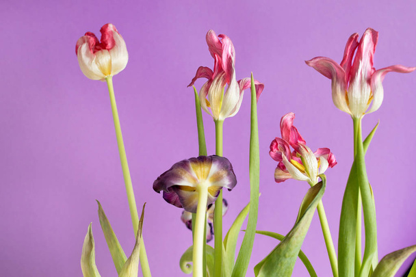Vieilles tulipes roses séchées sur fond violet
 - Photo, image