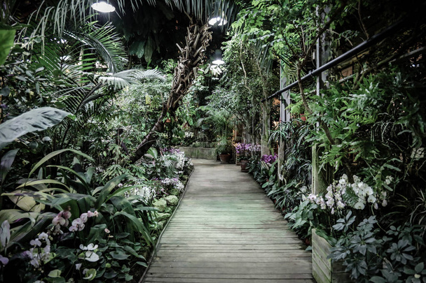 Inside a tropical greenhouse - Foto, afbeelding