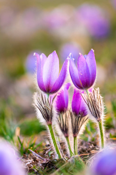 Greater pasque flowers (Pulsatilla grandis) with water drops, nature reserve in "Kamenn�� vrch - Koniklecov�� louka", Brno City, Czech republic, Europe. Sunny March day after rain. Beauty spring flowe - Photo, image