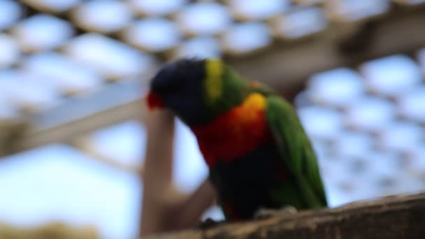 Tropische papegaai is poseren op camera. Mooie exotische vogel. - Video