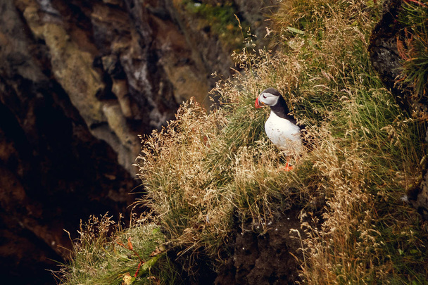大西洋 Puffin 崖、営巣コロニーの鳥、作風くちばしを持つ北極の白と黒のかわいい鳥、岩、緑の背景、岩の上の美しい面白い鳥鳥の上に座って - 写真・画像