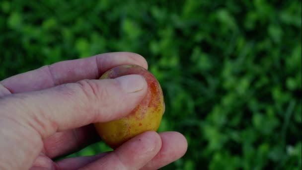Natural look Organic White Plums outside and inside - Filmagem, Vídeo