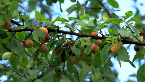 Organic White Plums in natural environment - Séquence, vidéo