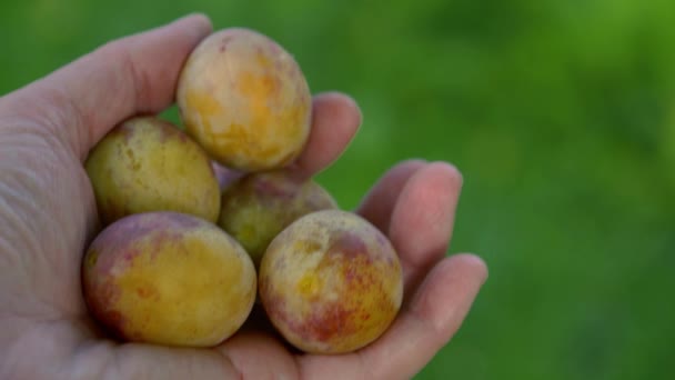 Organic White Plums in the hand - Záběry, video