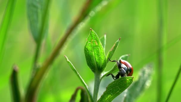 Seven-spot Ladybird (Coccinella septempunctata) - Materiaali, video